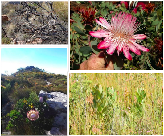 Some Proteas in the validation dataset