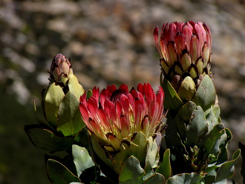 Protea eximia. photo: Gawie Malan CC BY-NC